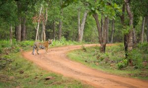 Tadoba Andhari Tiger jungle safari